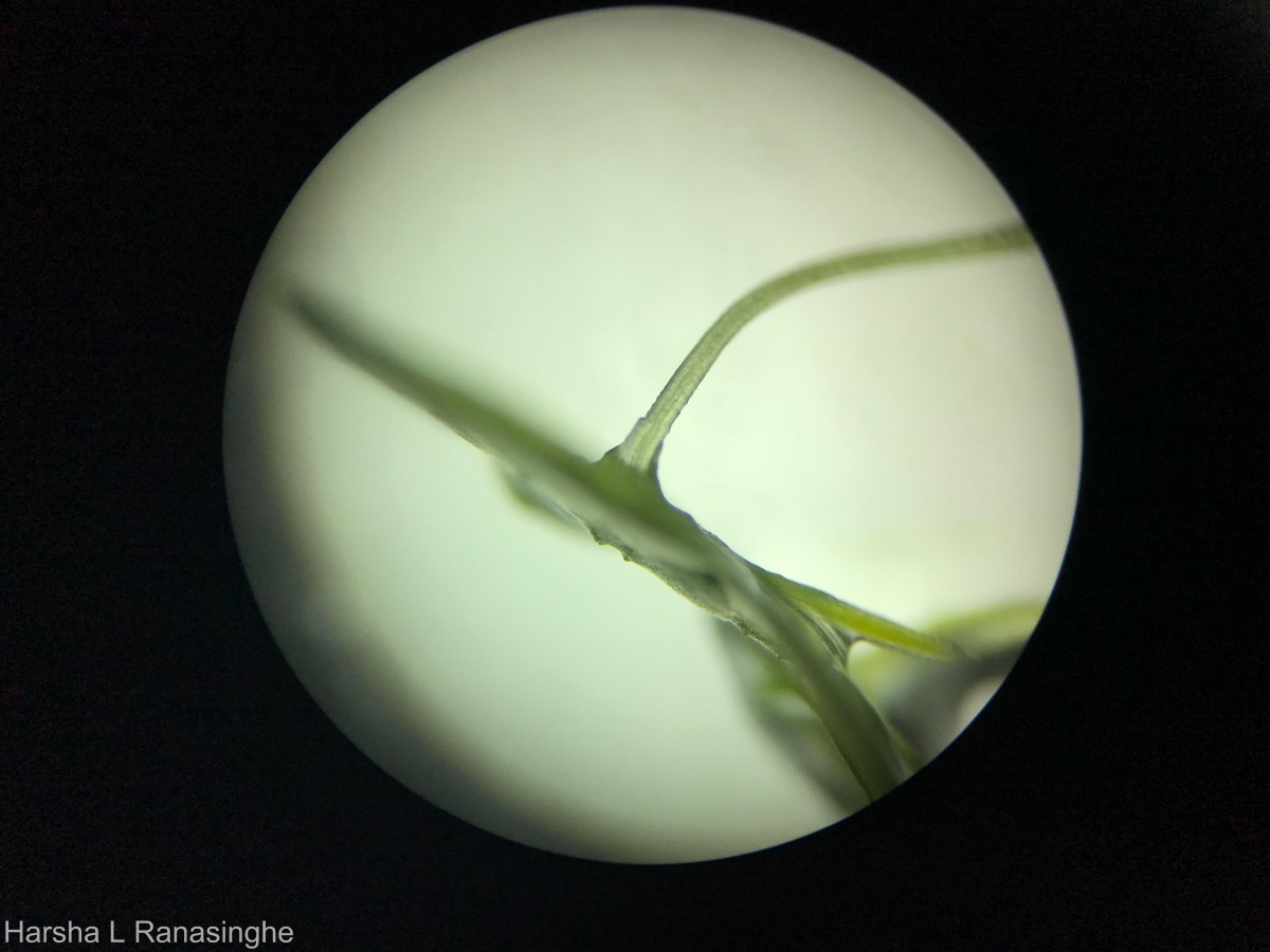 Lemna aequinoctialis Welw.