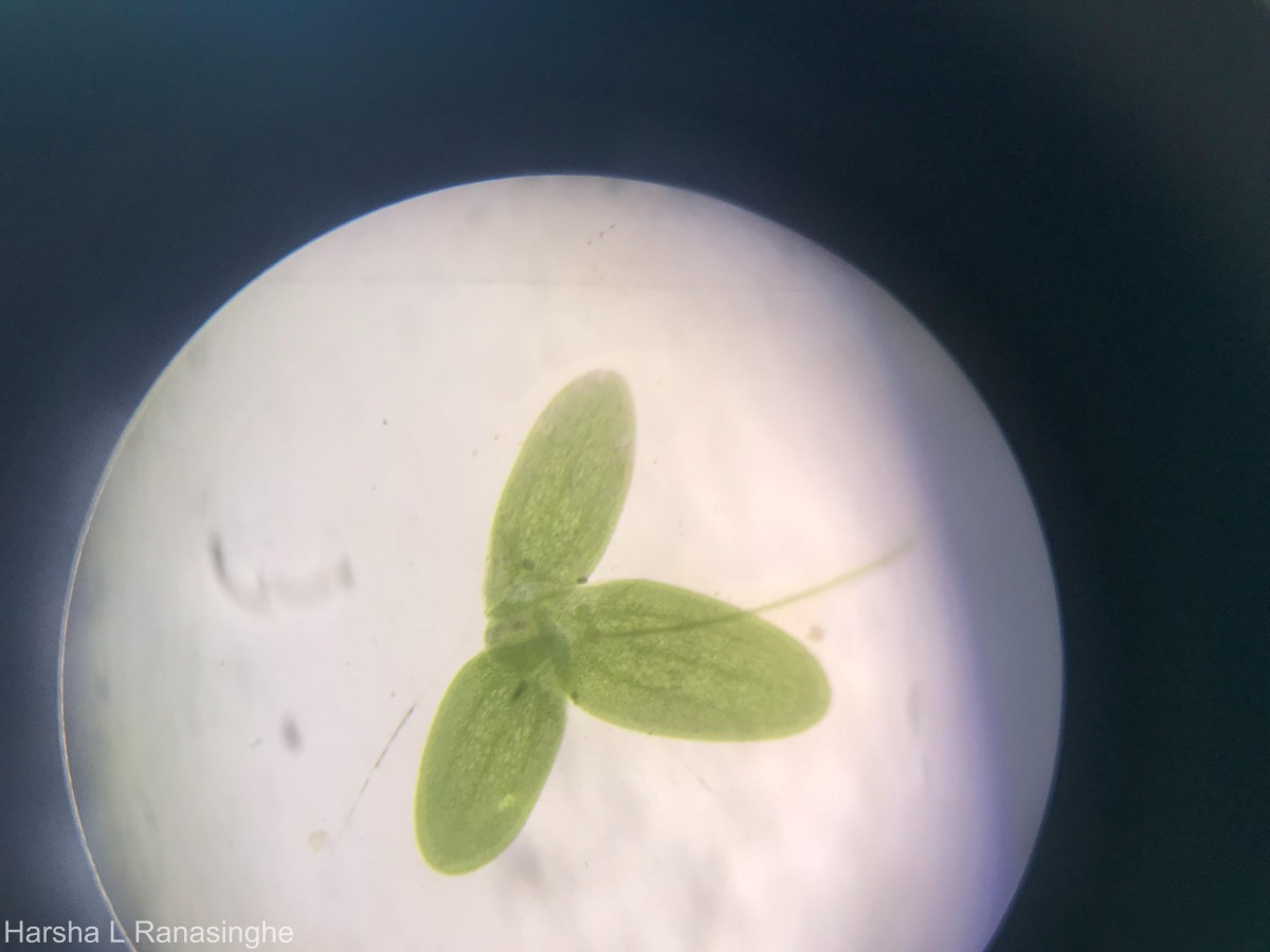 Lemna aequinoctialis Welw.