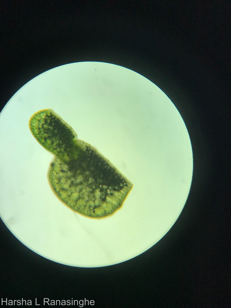 Wolffia neglecta Landolt