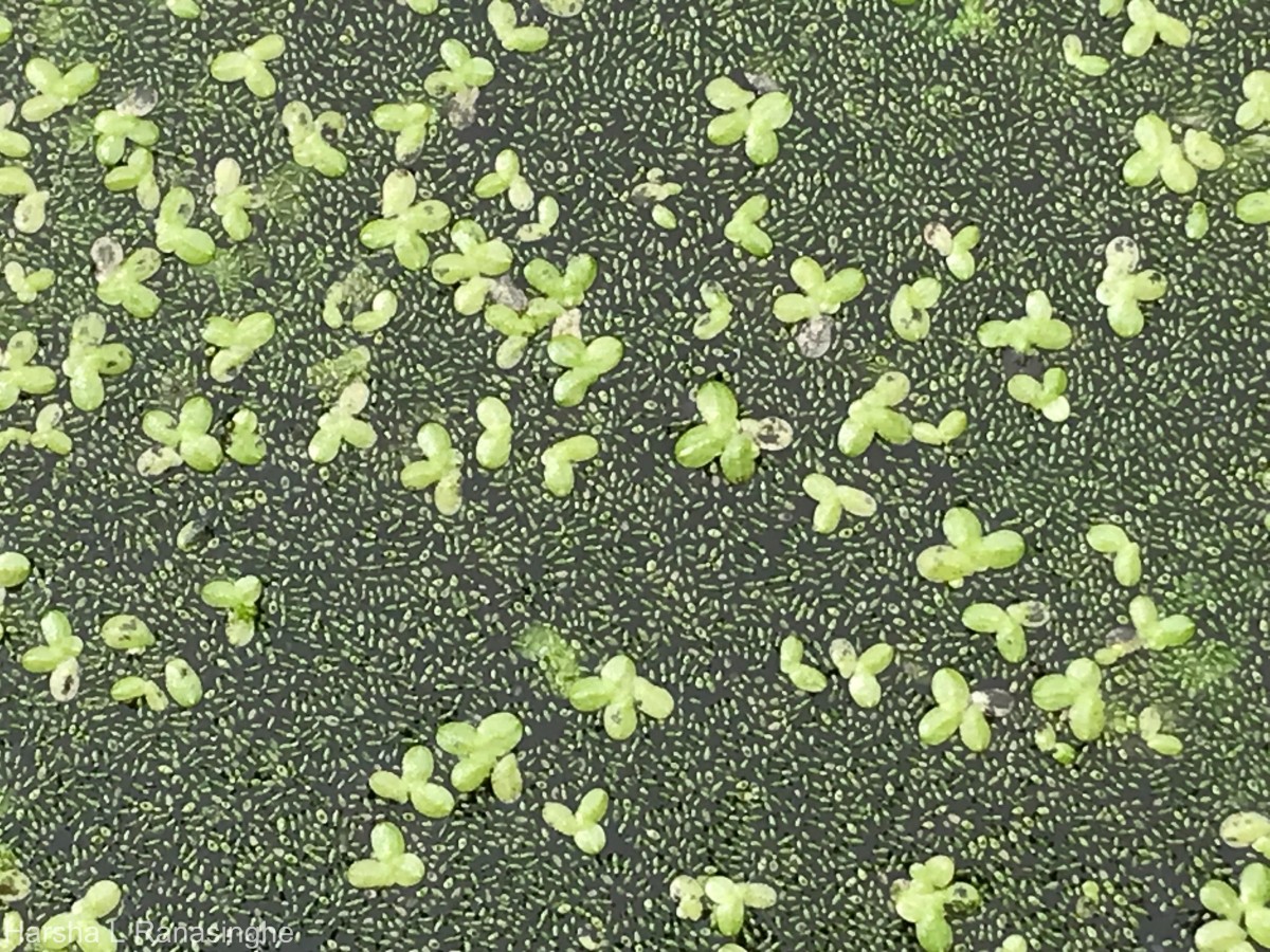 Wolffia neglecta Landolt