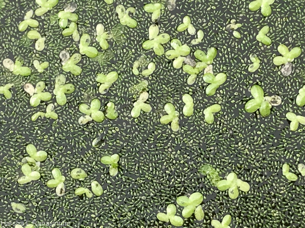 Wolffia neglecta Landolt