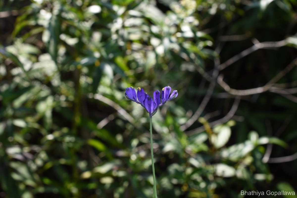 Burmannia disticha L.