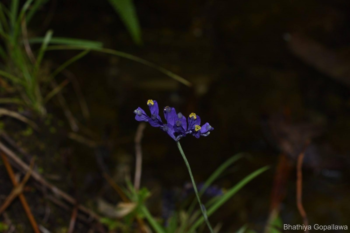 Burmannia disticha L.