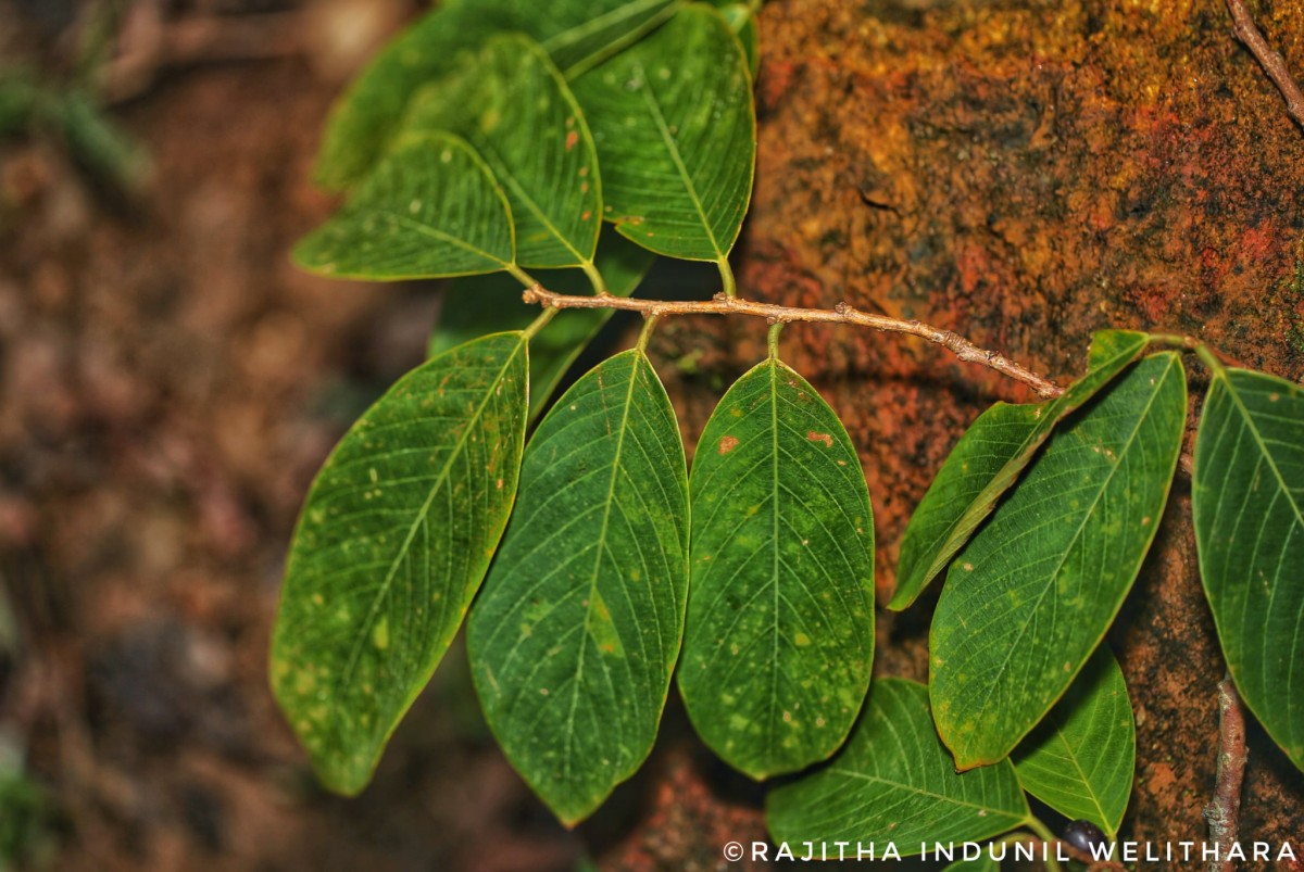 Bridelia moonii Thwaites