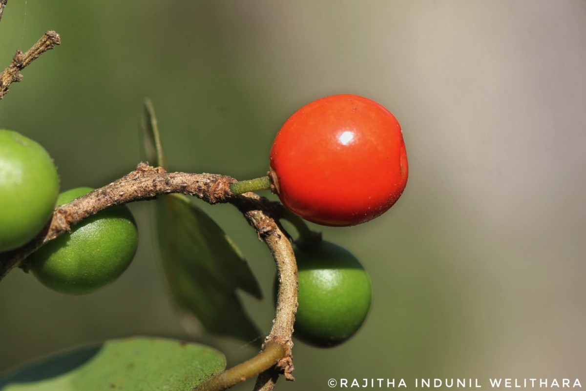 Drypetes sepiaria (Wight & Arn.) Pax & K.Hoffm.