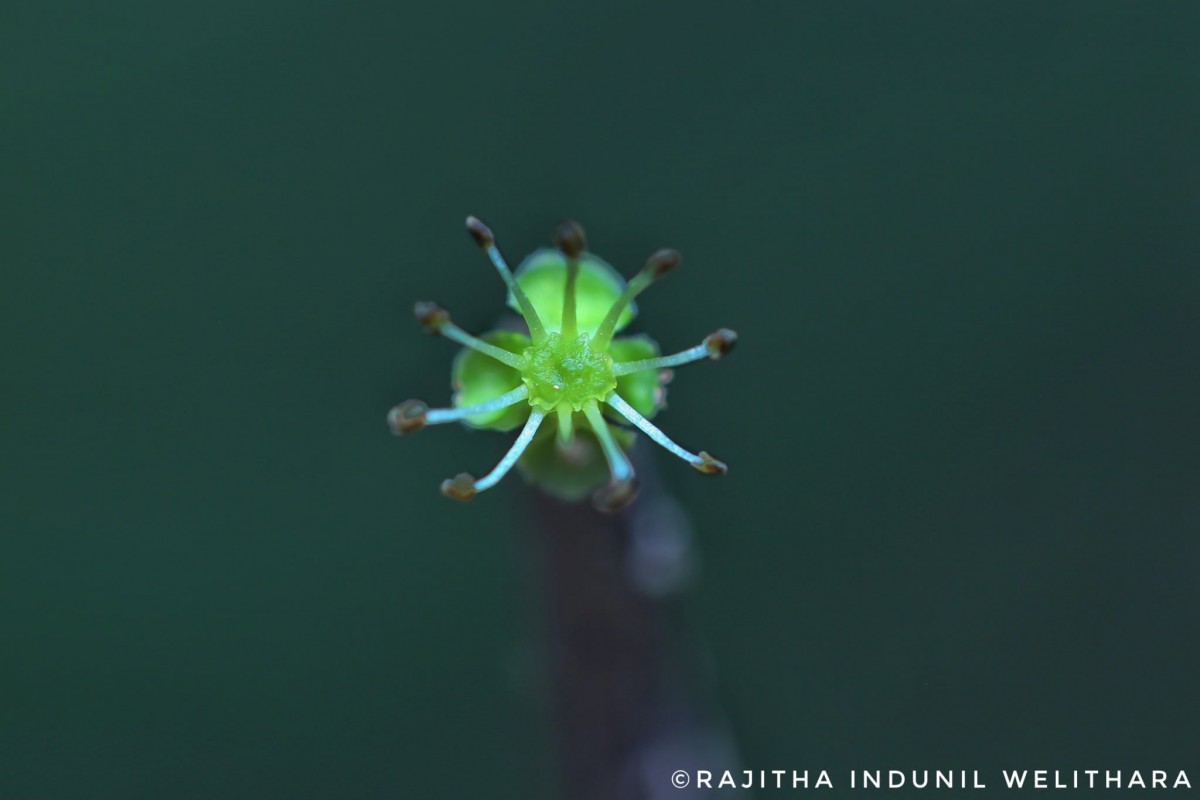 Drypetes sepiaria (Wight & Arn.) Pax & K.Hoffm.
