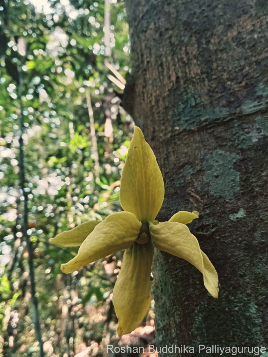 Monoon acuminatum (Thwaites) B.Xue & R.M.K.Saunders