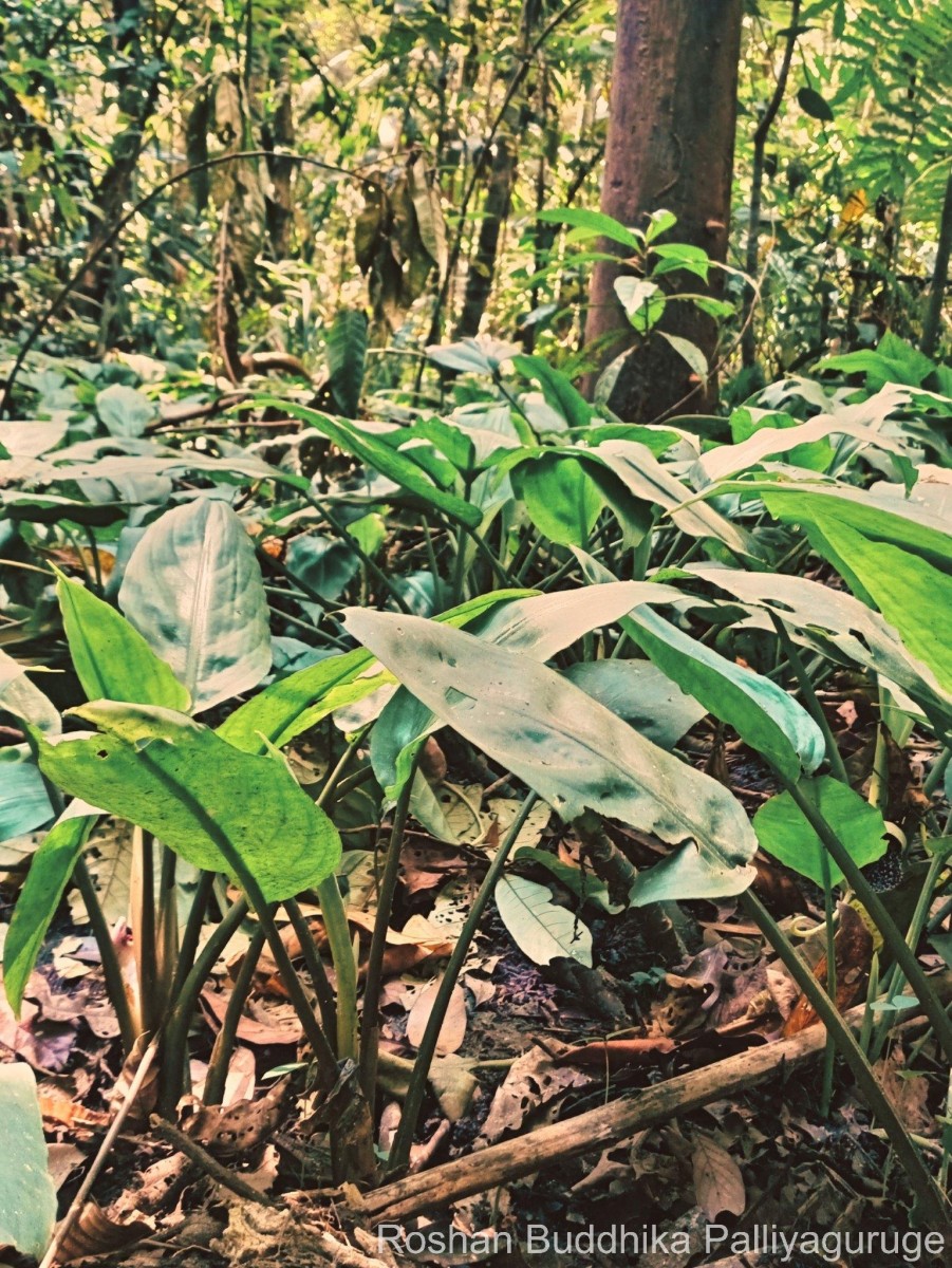 Lagenandra jacobsenii de Wit