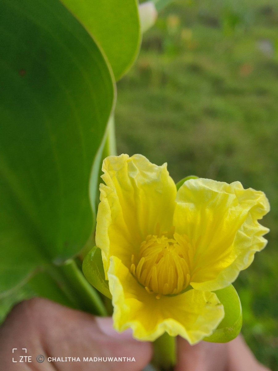 Limnocharis flava (L.) Buchenau