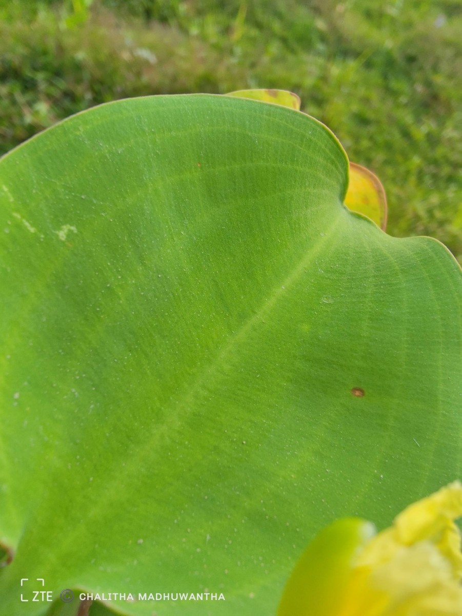 Limnocharis flava (L.) Buchenau