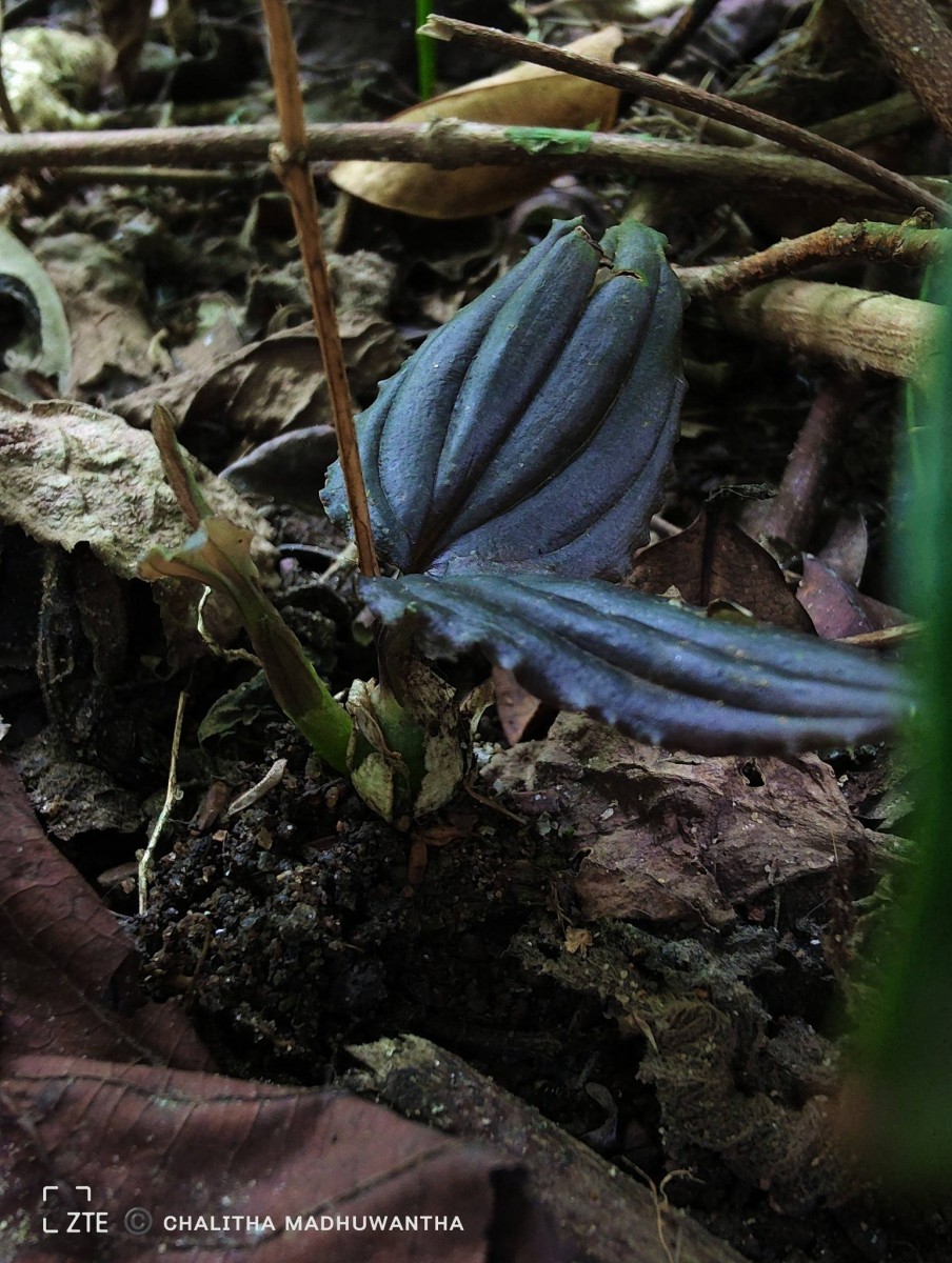 Liparis wightiana Thwaites