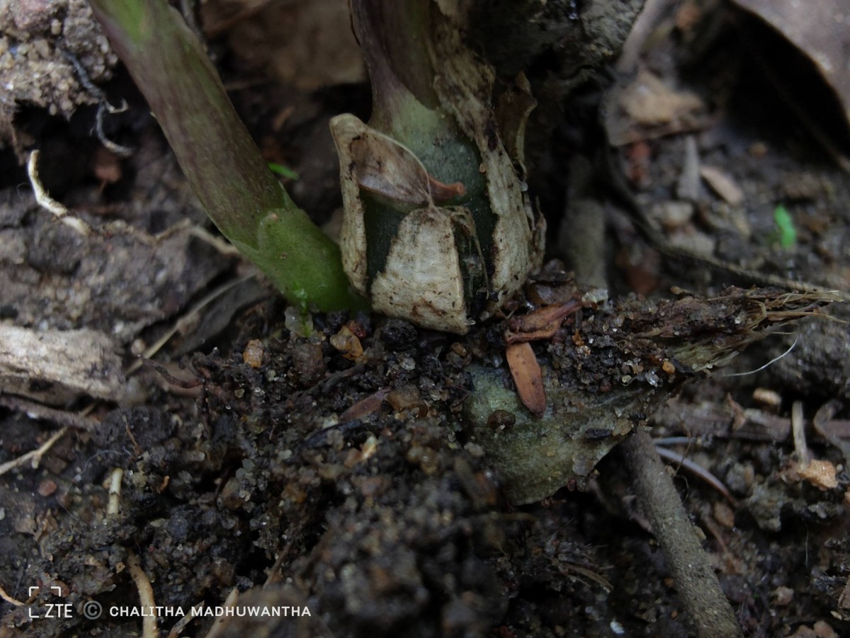 Liparis wightiana Thwaites