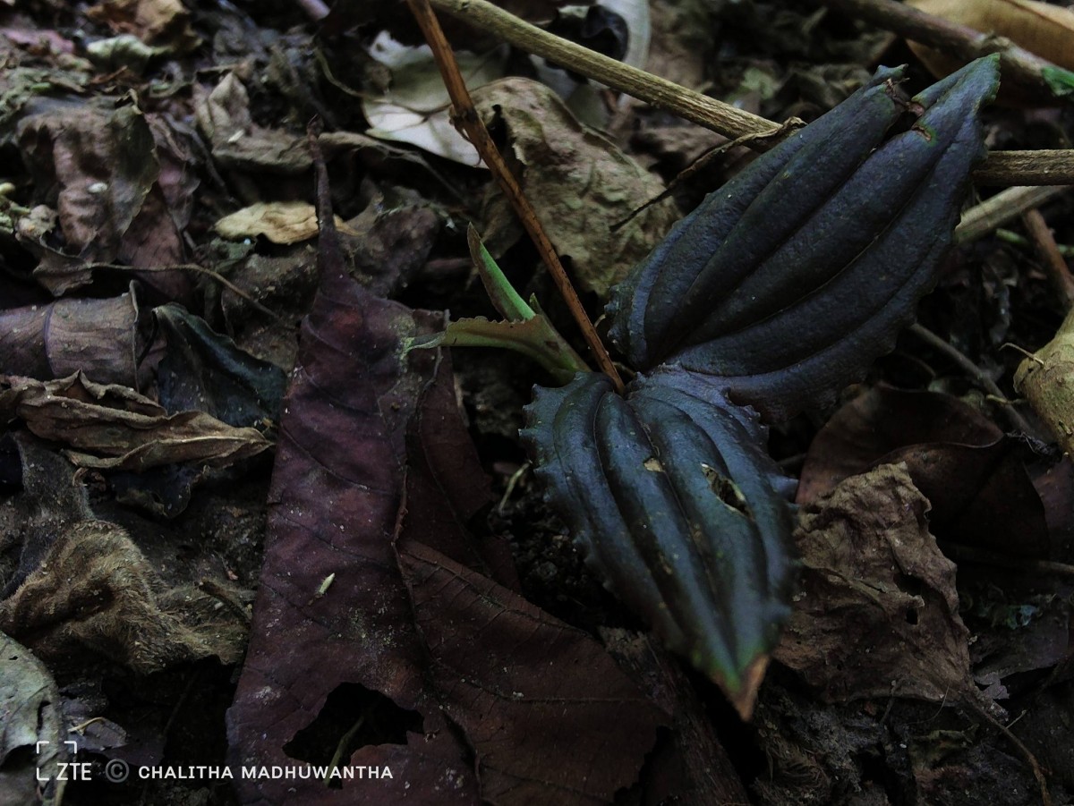 Liparis wightiana Thwaites