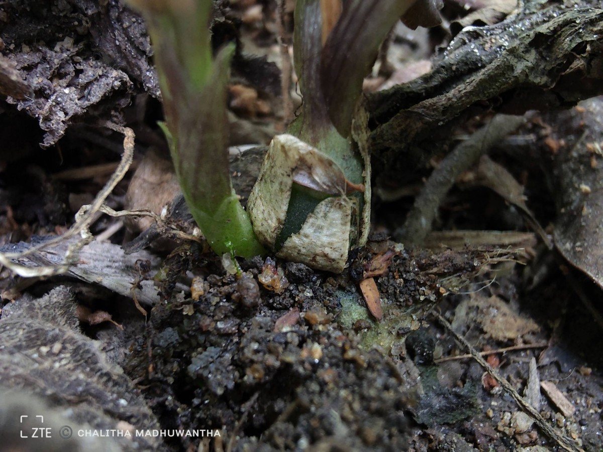 Liparis wightiana Thwaites