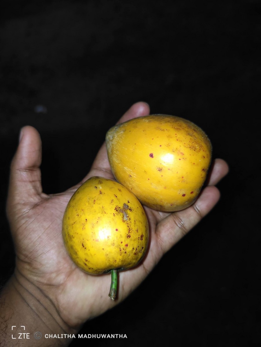 Lucuma campechiana Kunth