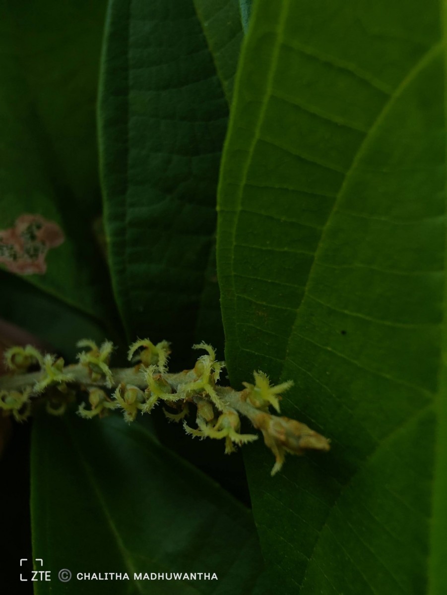 Mallotus rhamnifolius (Willd.) Müll.Arg.
