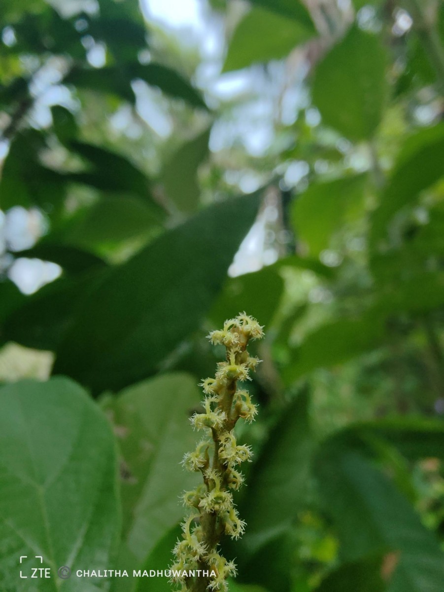 Mallotus rhamnifolius (Willd.) Müll.Arg.