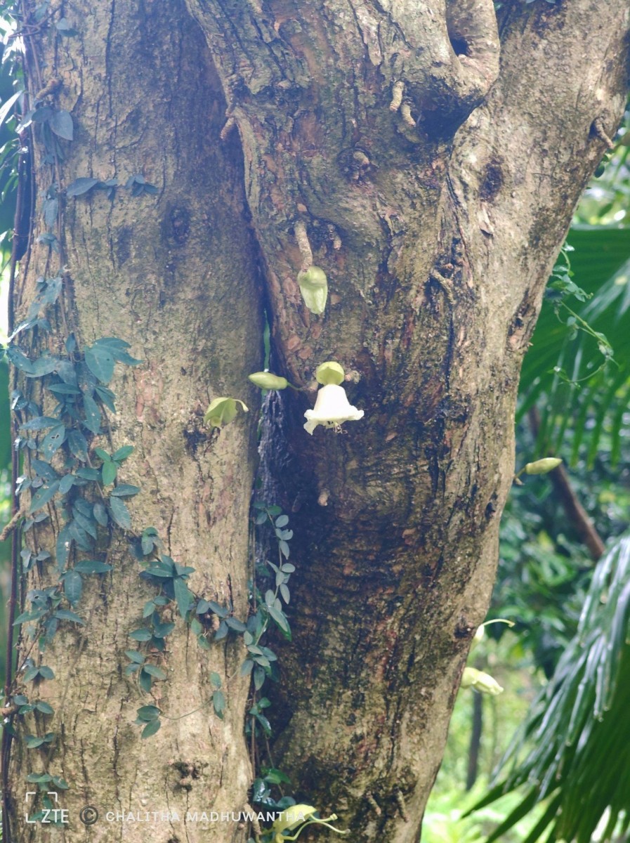 Parmentiera cereifera Seem.