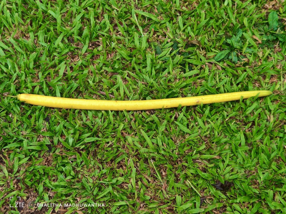 Parmentiera cereifera Seem.