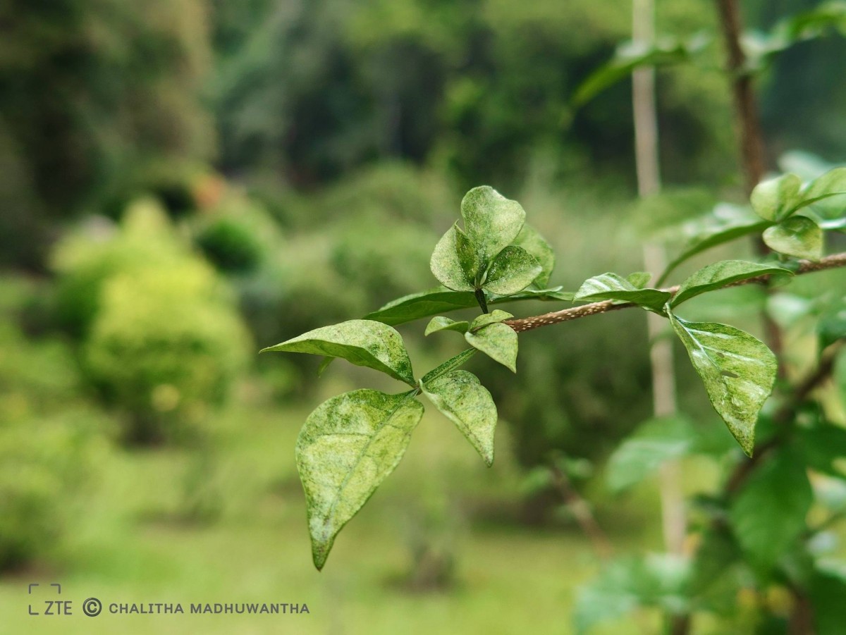 Parmentiera cereifera Seem.