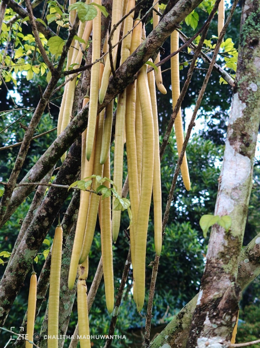 Parmentiera cereifera Seem.