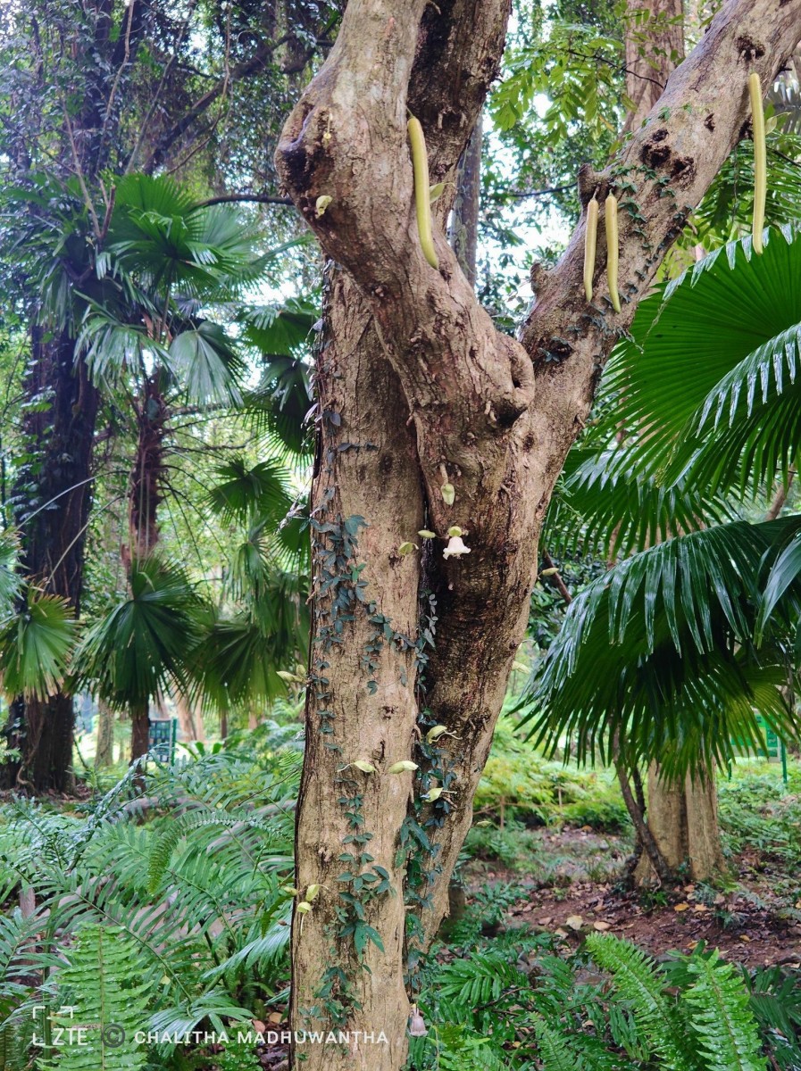 Parmentiera cereifera Seem.