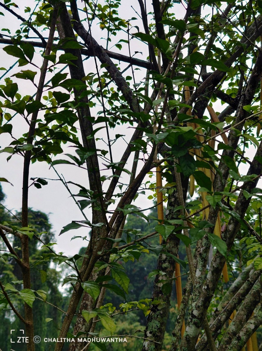 Parmentiera cereifera Seem.