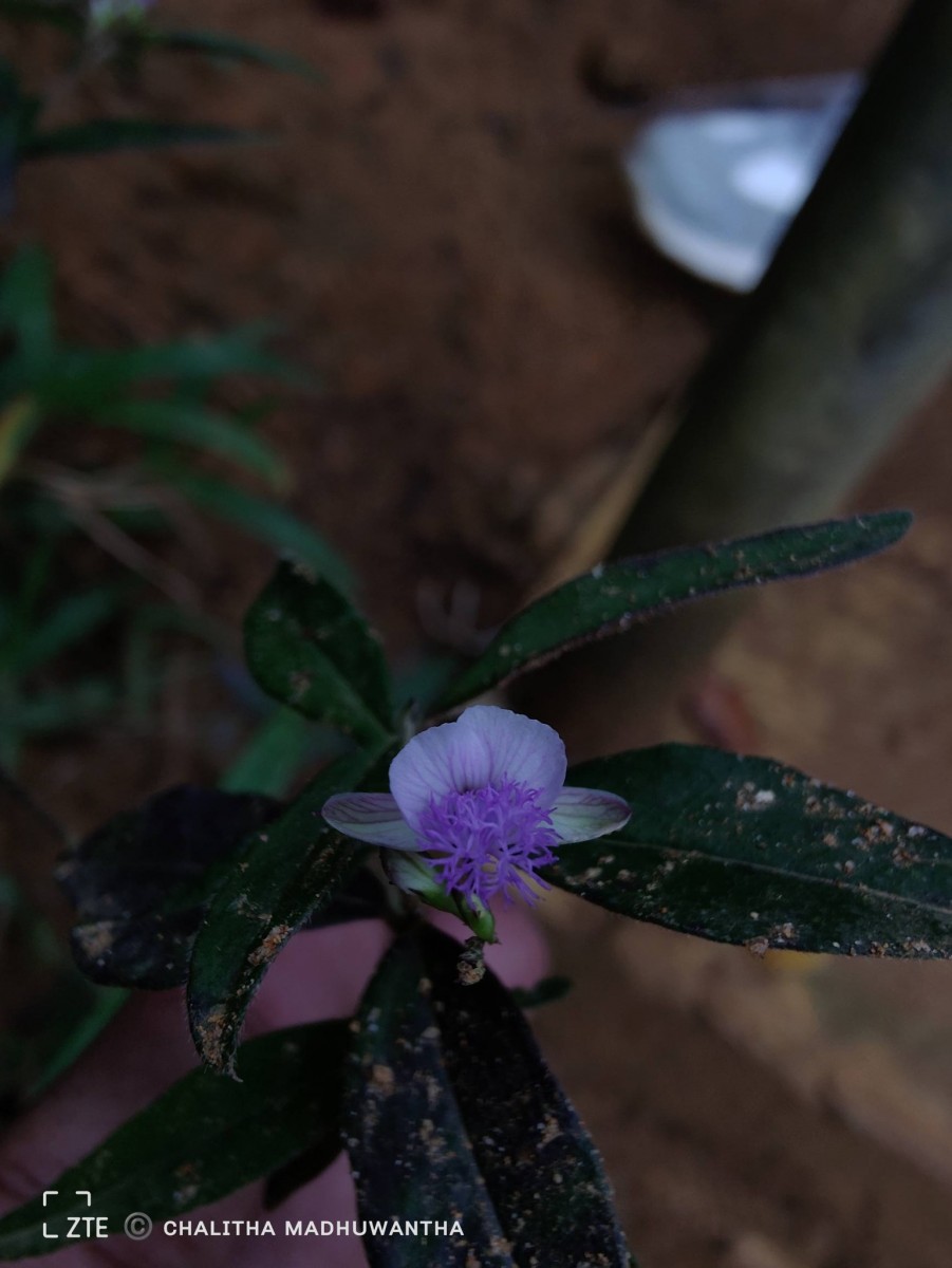 Polygala macrolophos Hassk.