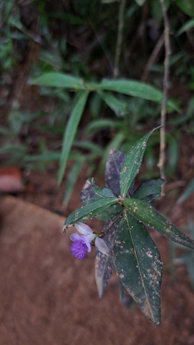 Polygala macrolophos Hassk.
