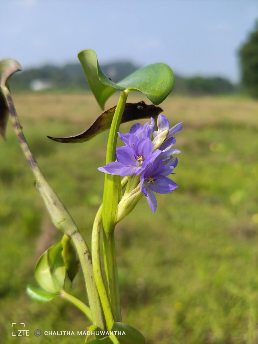 Pontederia vaginalis Burm.f.