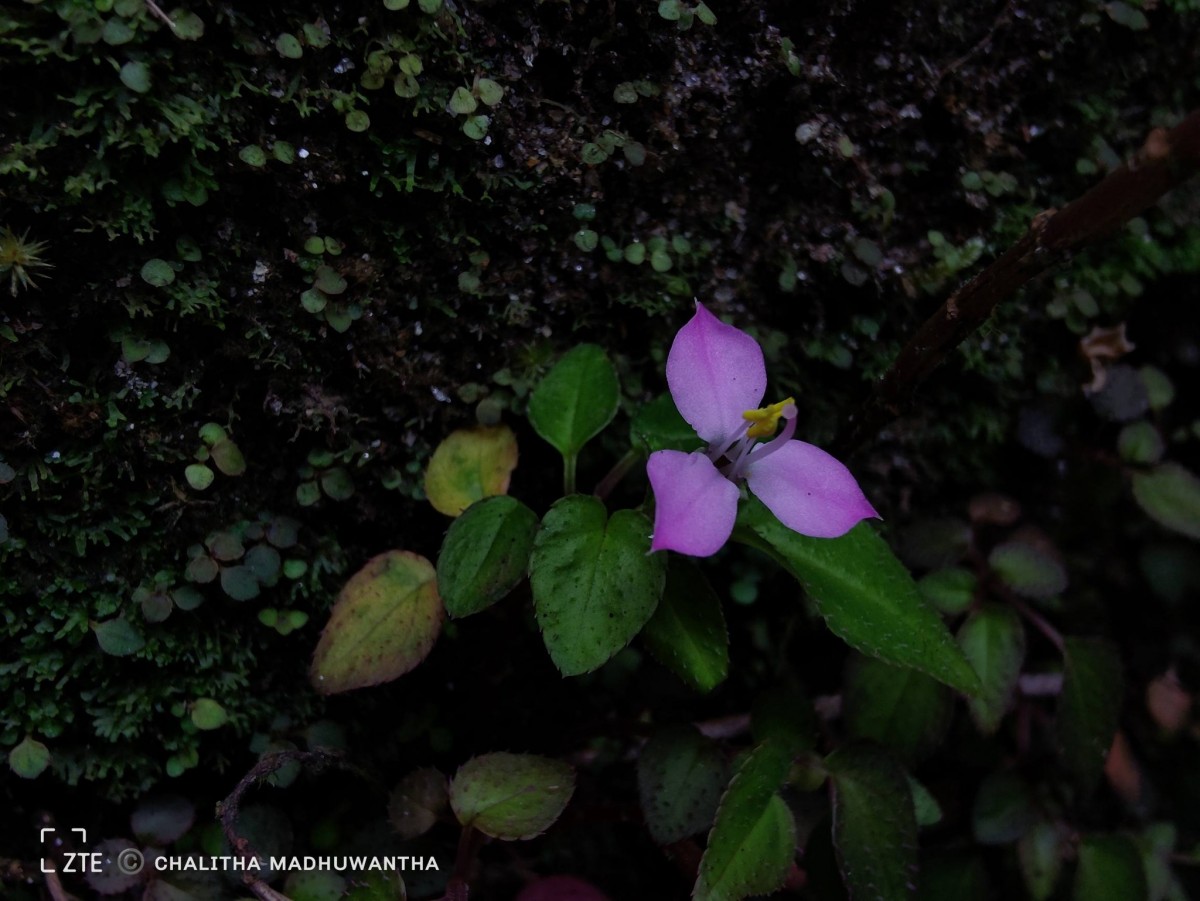 Sonerila silvatica Lundin