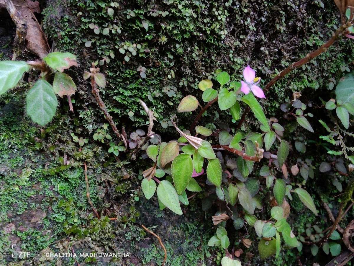 Sonerila silvatica Lundin