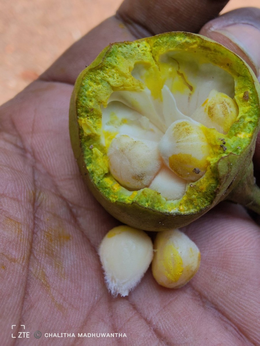 Thespesia populnea (L.) Sol. ex Corrêa