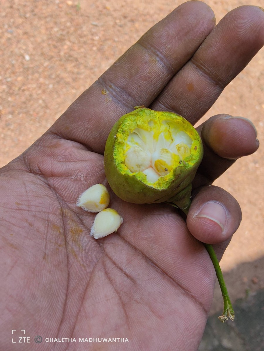 Thespesia populnea (L.) Sol. ex Corrêa