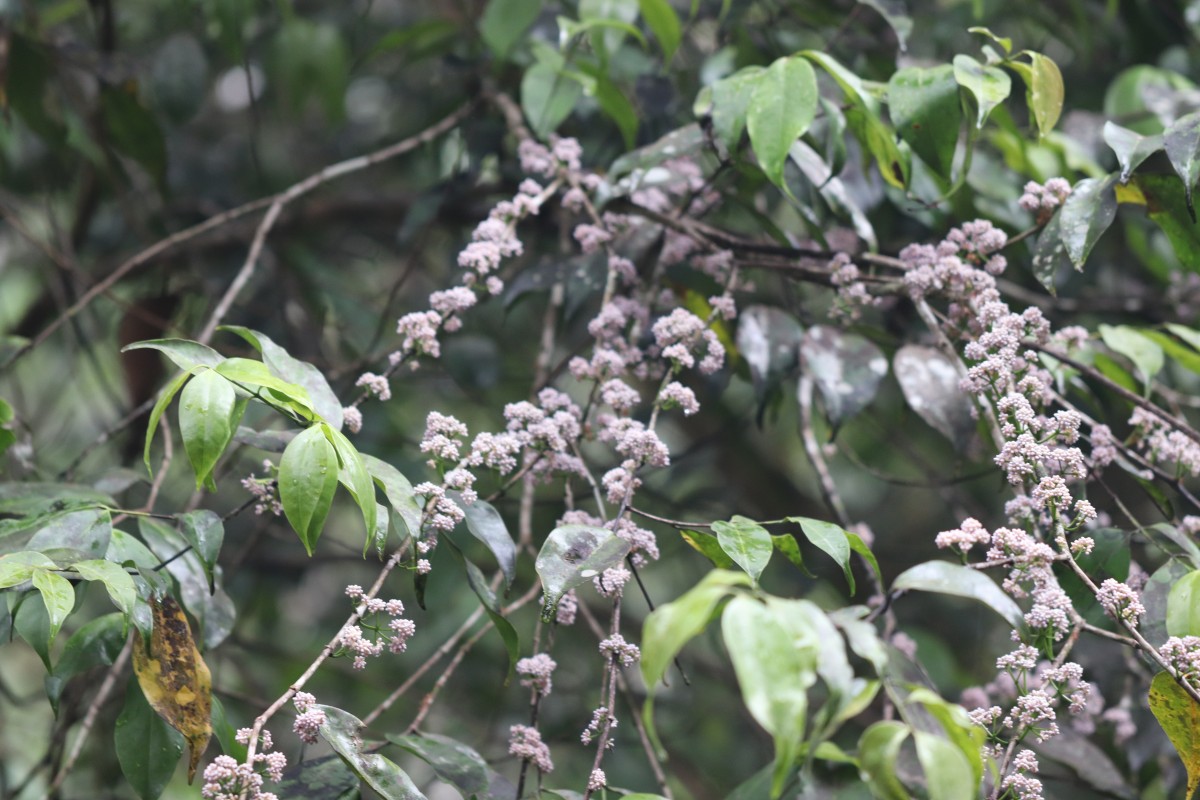 Memecylon grande Retz.