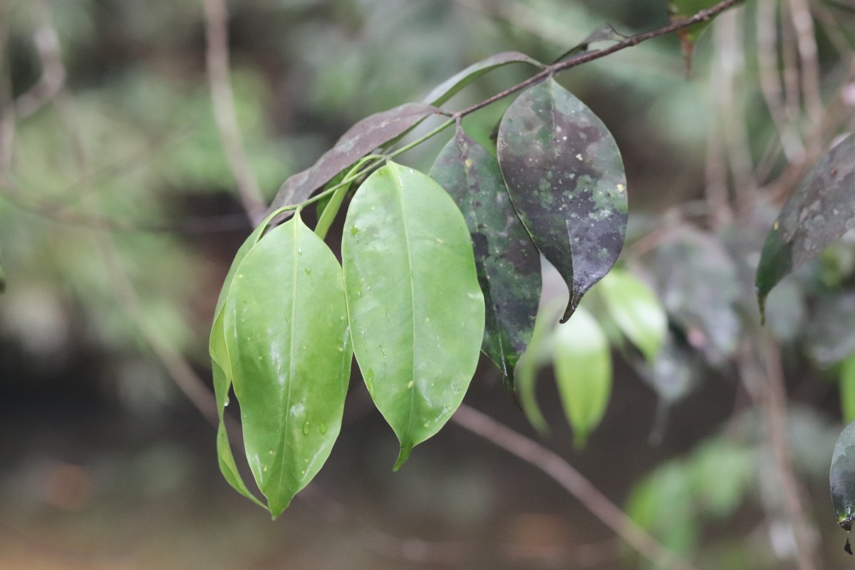 Memecylon grande Retz.