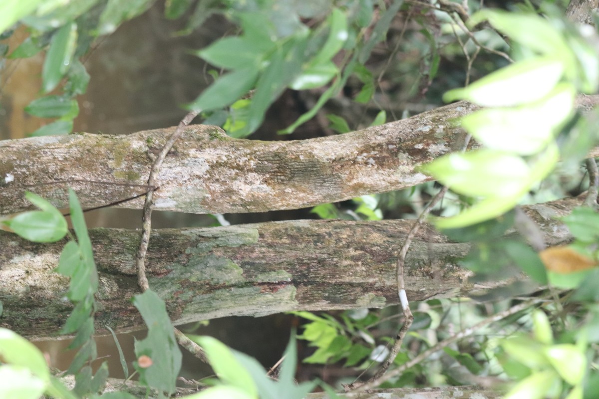 Memecylon grande Retz.