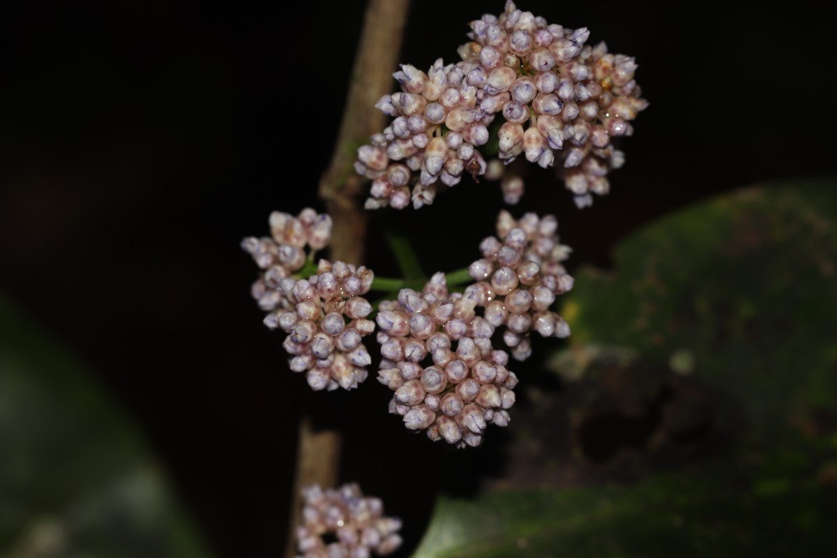 Memecylon grande Retz.