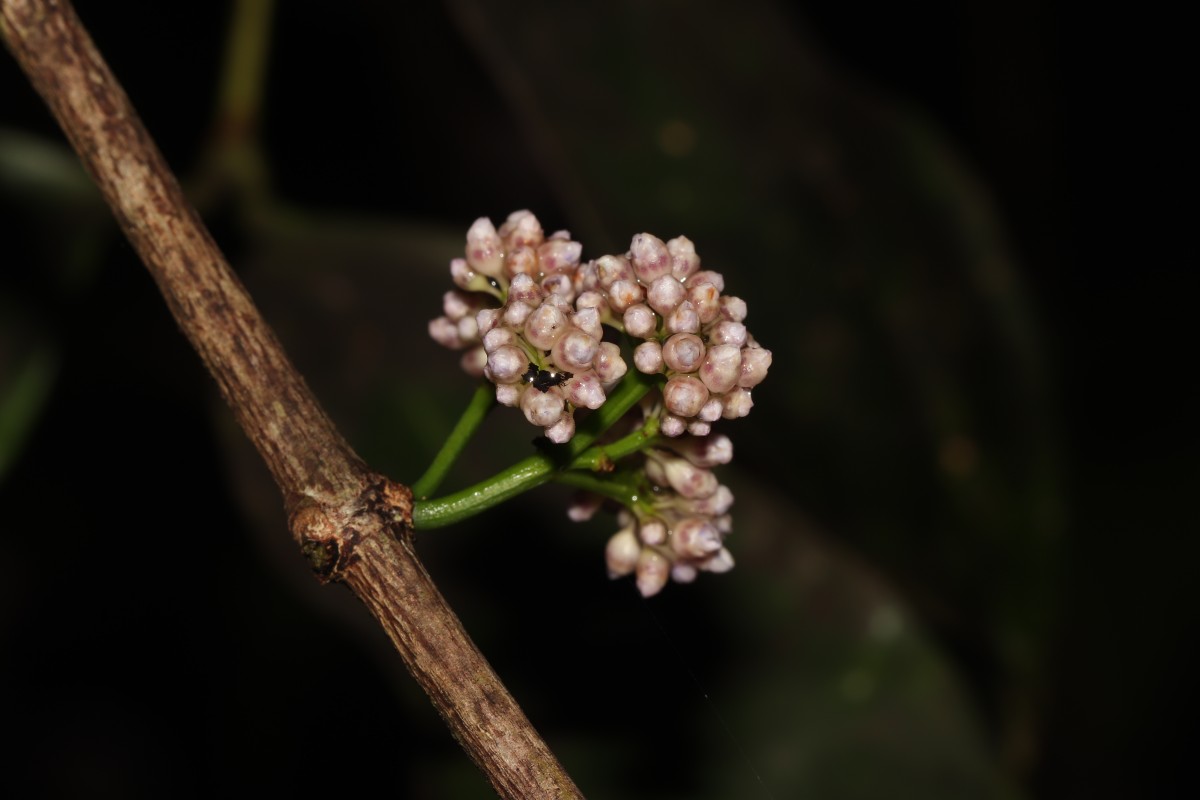 Memecylon grande Retz.