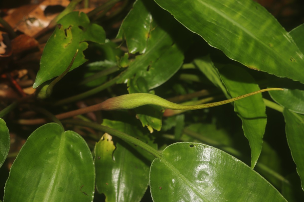 Lagenandra bogneri de Wit