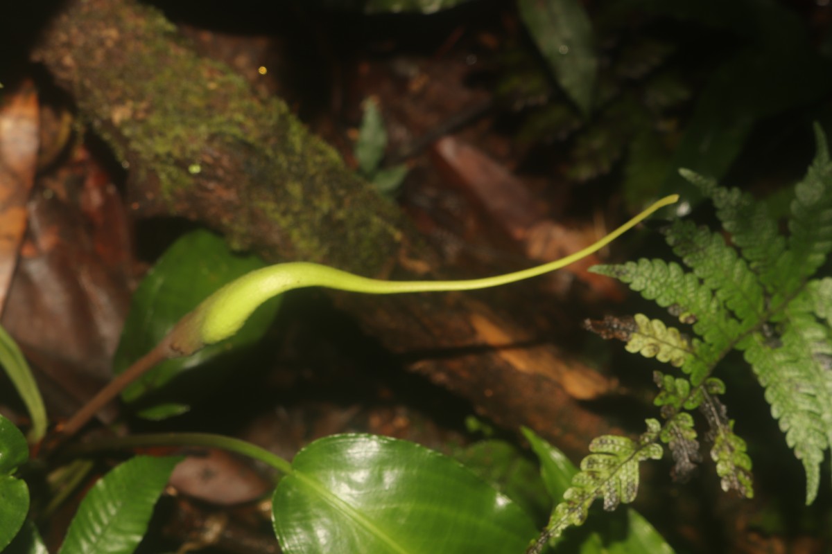 Lagenandra bogneri de Wit