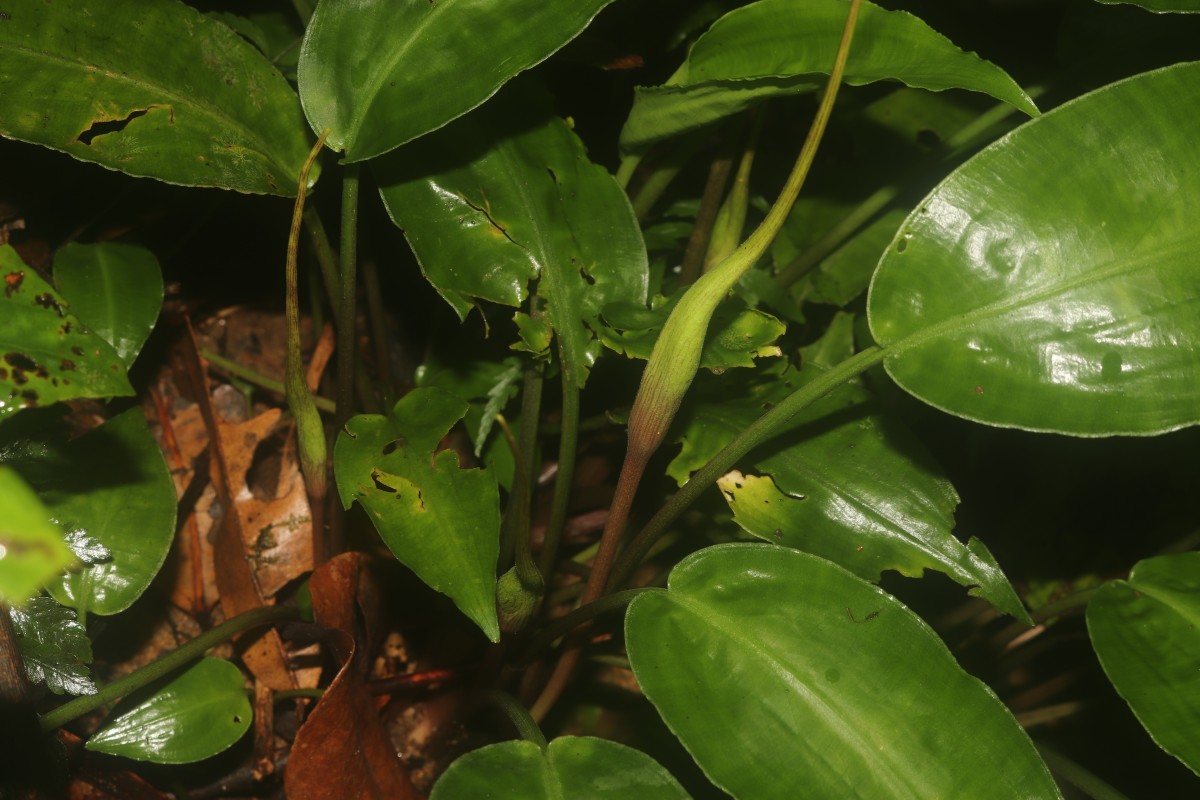 Lagenandra bogneri de Wit