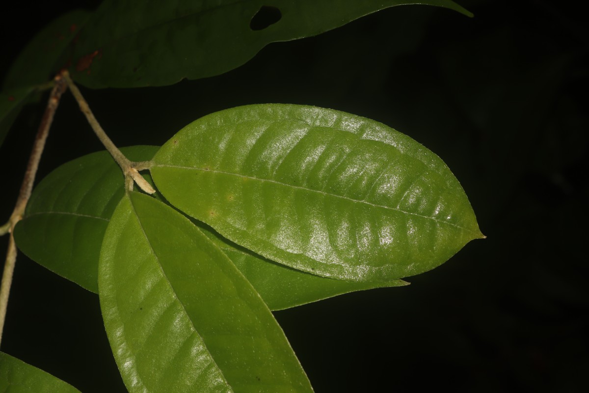 Eugenia insignis Thwaites