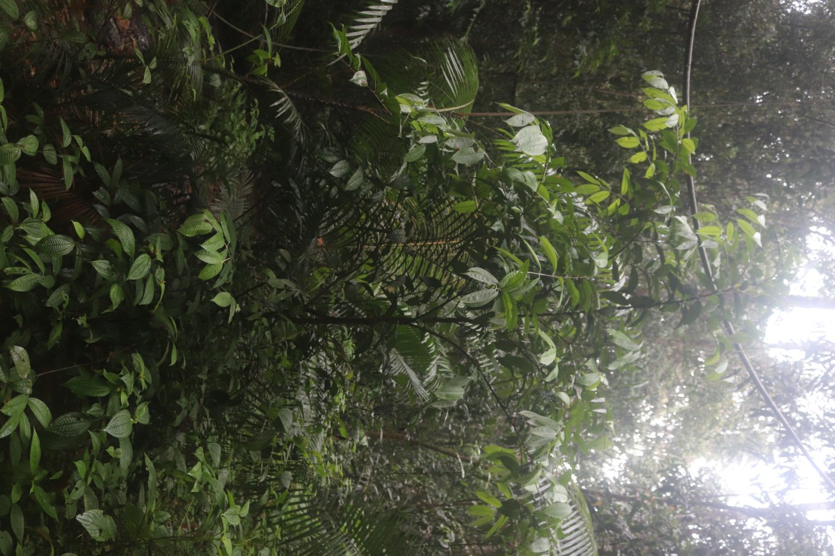 Eugenia insignis Thwaites