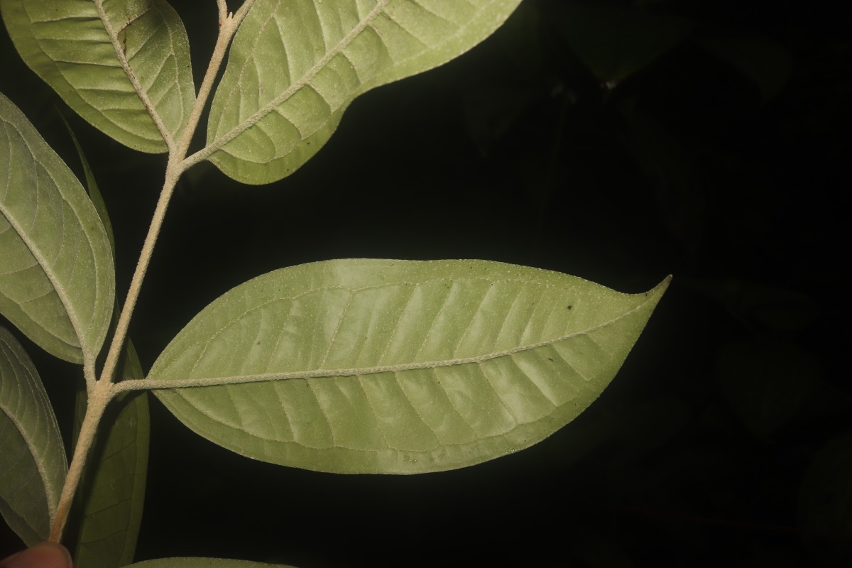 Eugenia insignis Thwaites