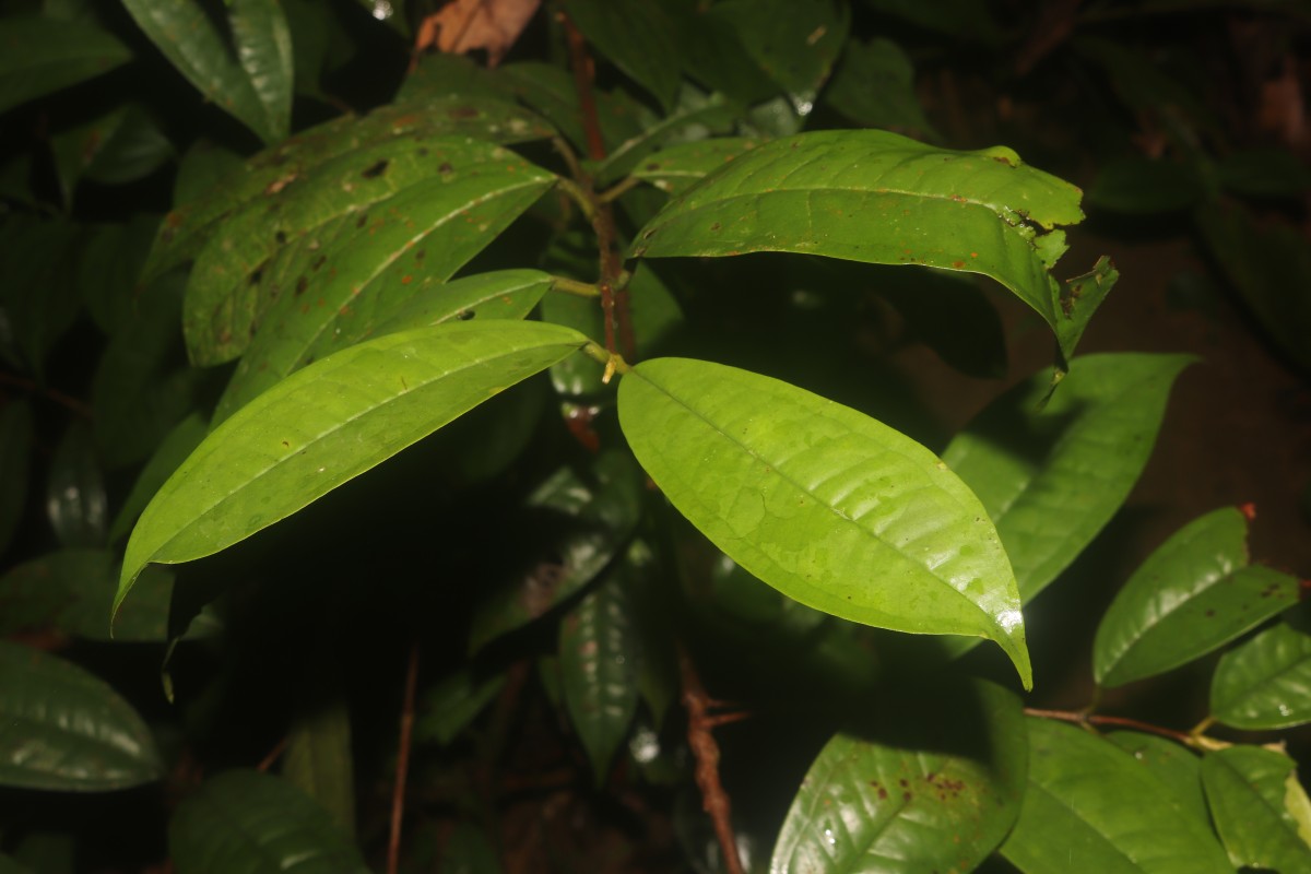 Eugenia insignis Thwaites