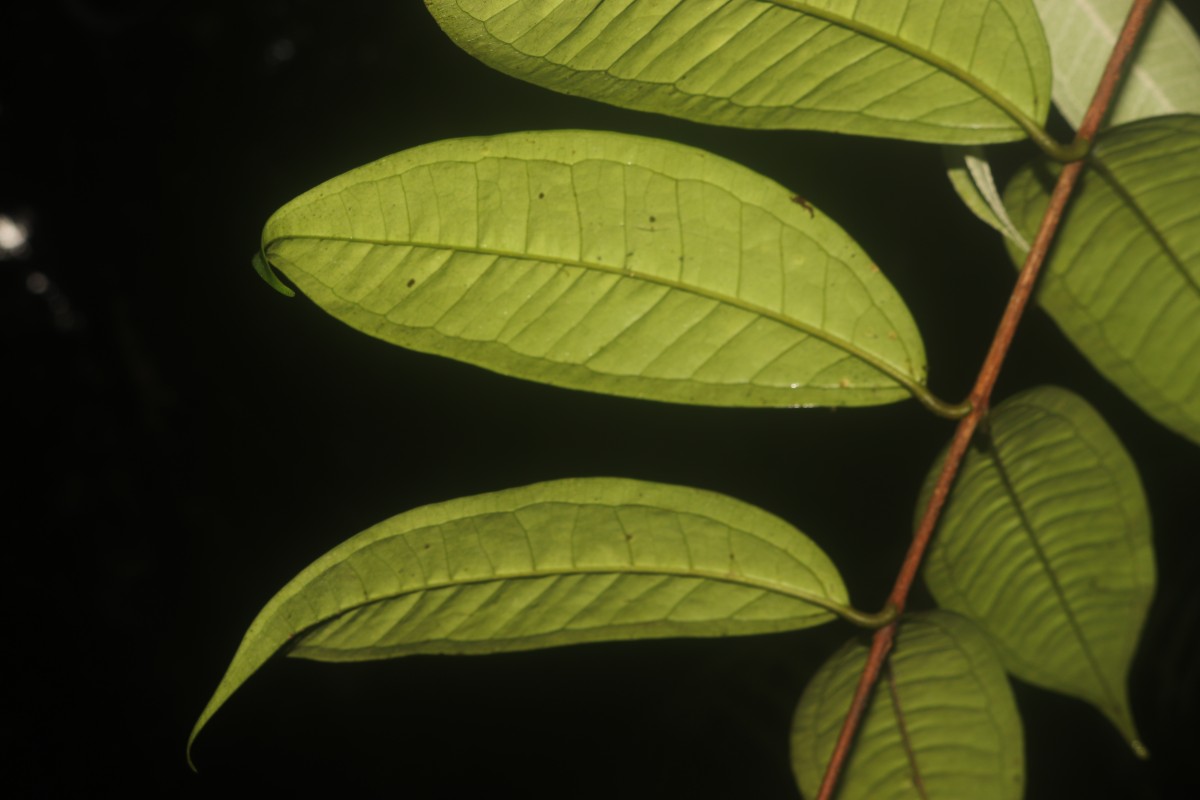 Eugenia insignis Thwaites