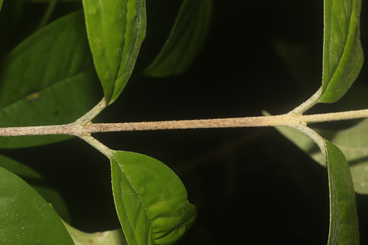 Eugenia insignis Thwaites