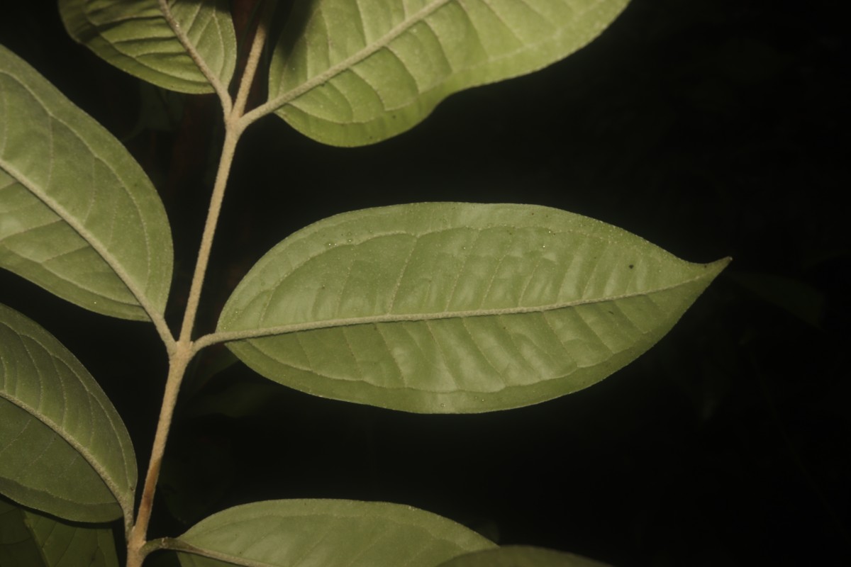 Eugenia insignis Thwaites