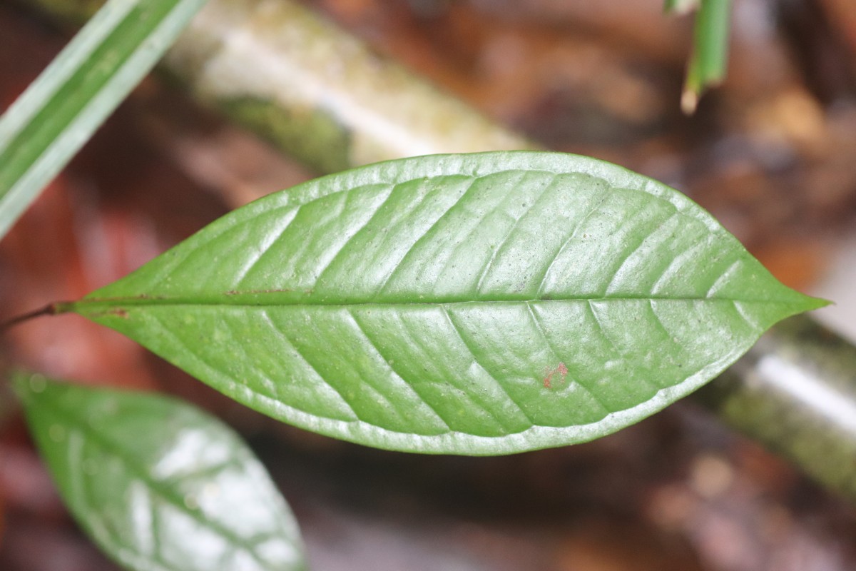Eugenia rivulorum Thwaites